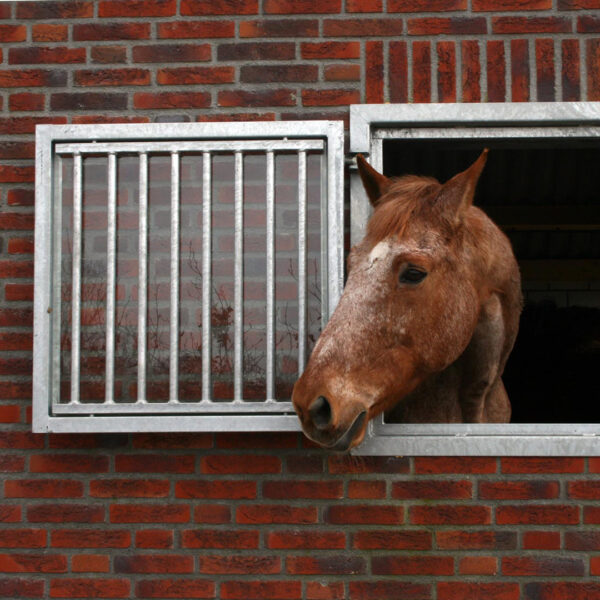 Paardenraam
