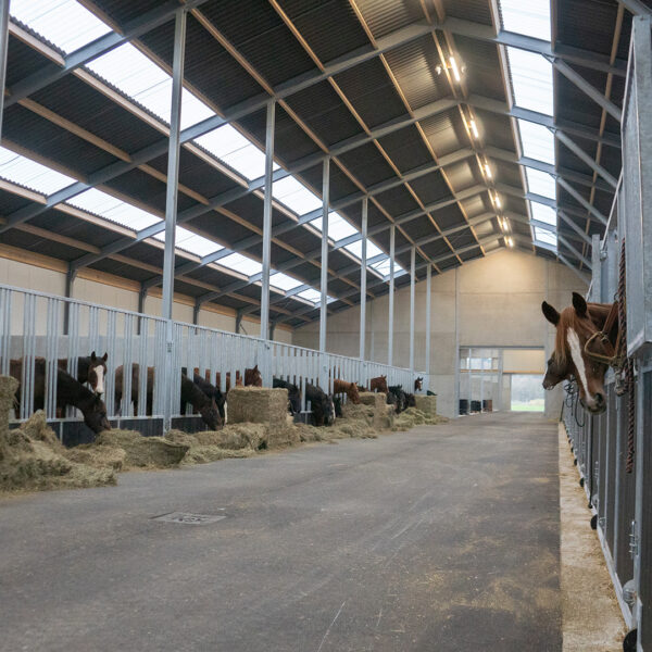 Asfaltering paardenstal