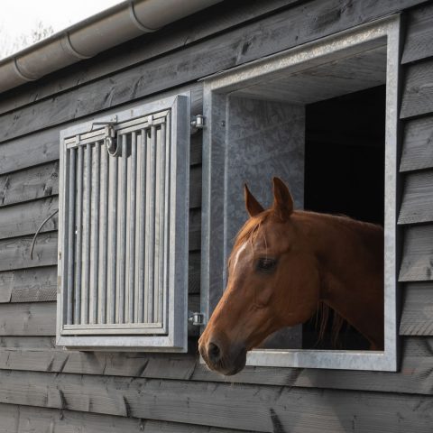 VDO Paardenstallen - Aniek - 03453v