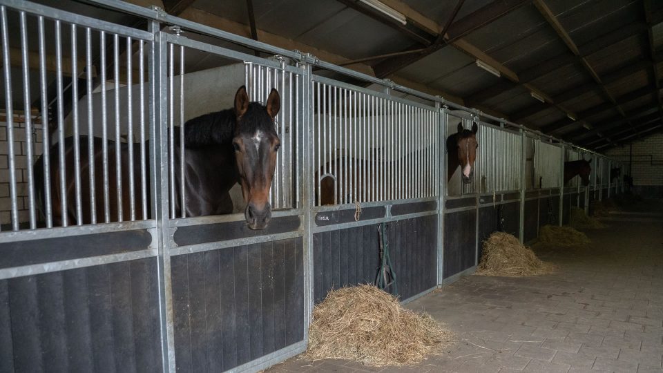 VDO Paardenstallen Golf - 04764 VDO Paardenstallen Golf - 04764