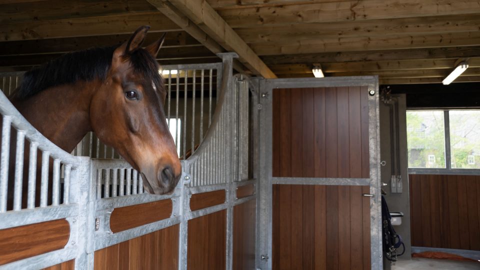 VDO Paardenstallen India - 03478