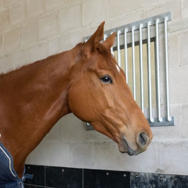 VDO Paardenstallen Lima - Anja - Een stalraam voor een doorkijk - 03376 VDO Paardenstallen Lima - Anja - Een stalraam voor een doorkijk - 03376