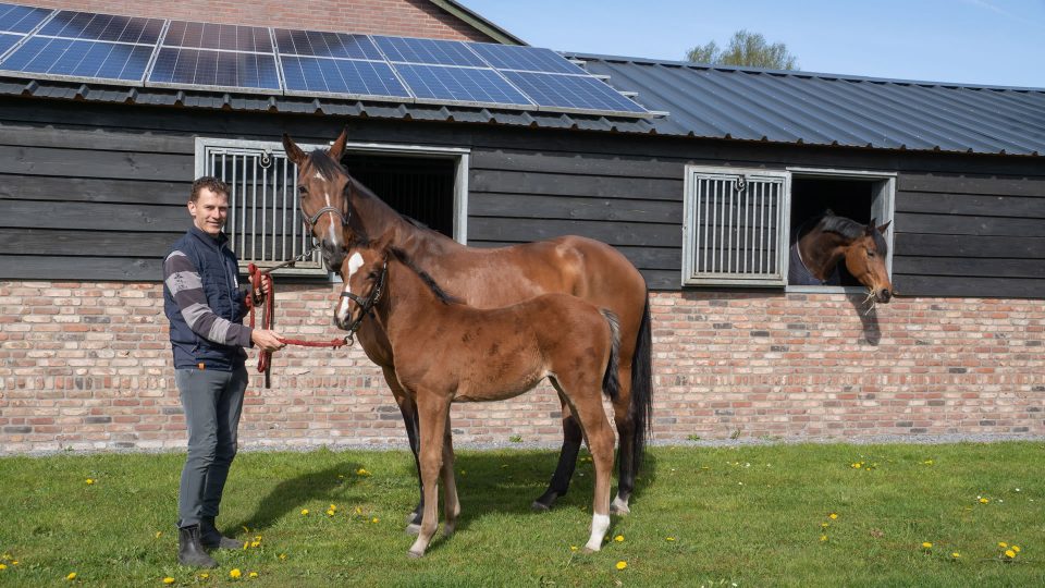 VDO Paardenstallen - Stal M&M - 03851